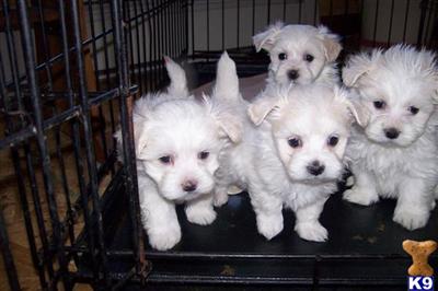 Puppies in VT